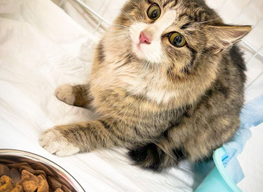 Благодаря школе зооволонтеров котоскауты из Москвы спасли котенка, застрявшего в заброшенном здании